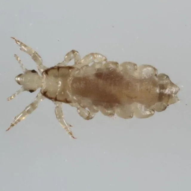 thumbnail for publication: Integrated Pest Management in the Home series: Does your head itch? Facts About Head Lice